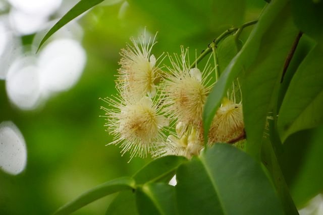 A eugenia (Eugenia uniflora