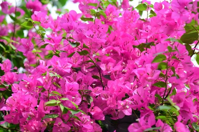 Primavera (Bougainvillea) — resistente ao sol e muito florífera