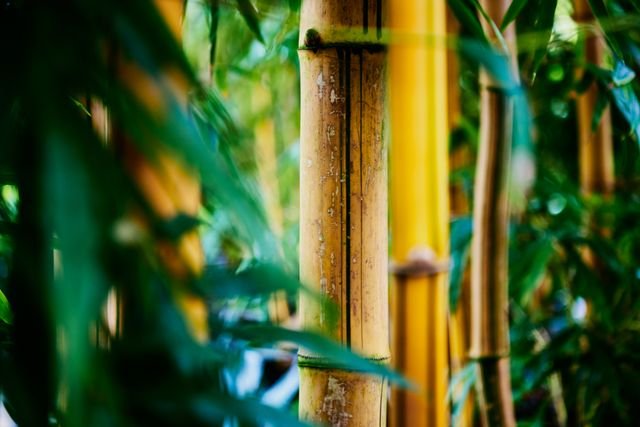 Bambu — crescimento rápido para grandes áreas