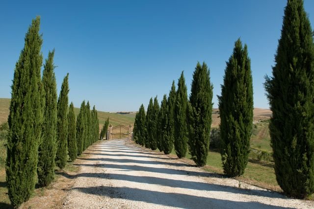 cipreste cerca viva alta e fechada jardim