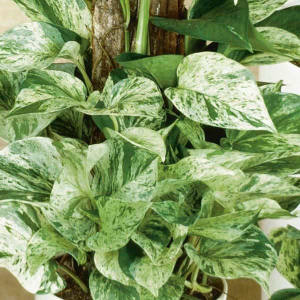 Jiboia Marble Queen