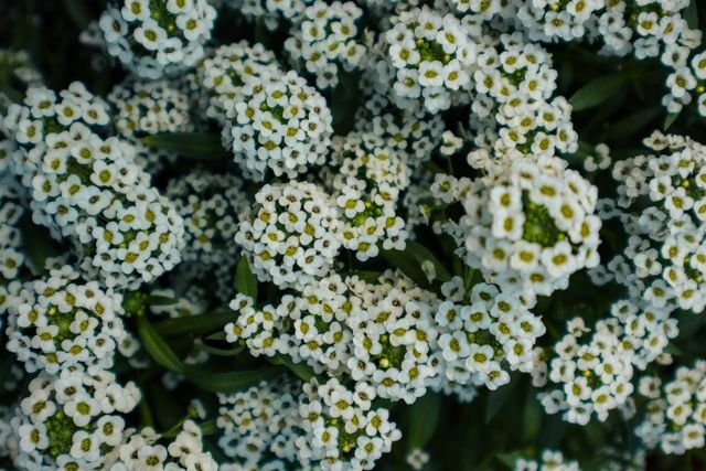 O Alyssum Flor de Mel é uma planta ornamental muito apreciada pela delicadeza das flores, perfume suave e efeito ornamental encantador. · De crescimento compacto ...