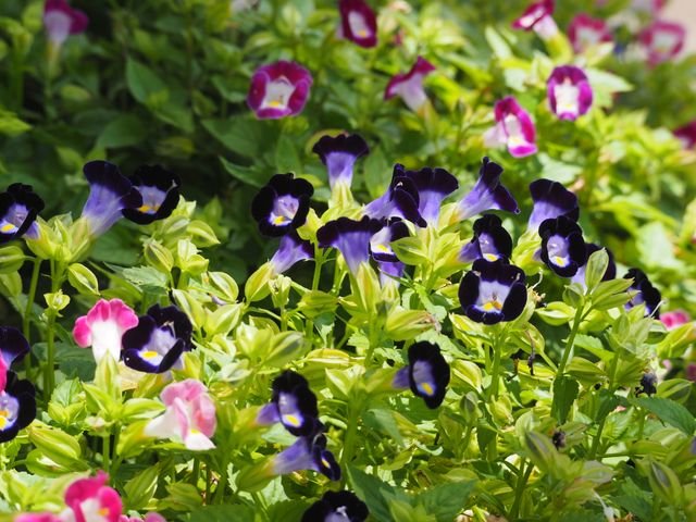 Torenia fournieri), também conhecida como amor-perfeito-de-verão, é uma pequena planta de flores coloridas em formato de trompete que tolera muito bem o calor.