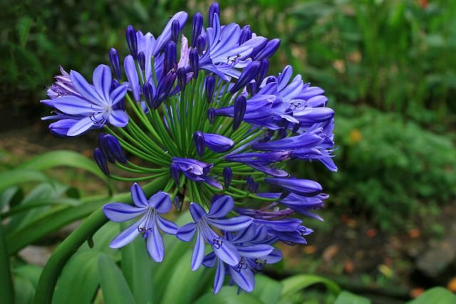 O Agapanto Azul é uma planta perene e ornamental de grande destaque em jardins e paisagismo, muito apreciada por suas inflorescências em forma de globos, ...
