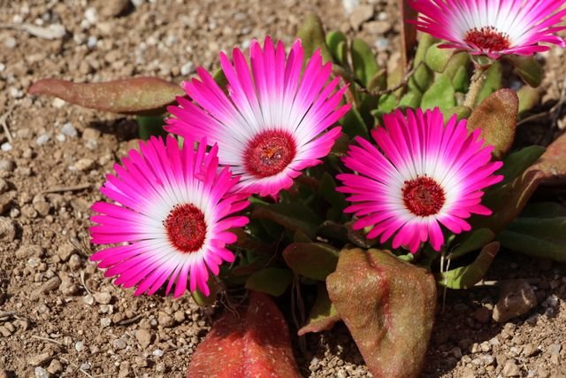 Cada vez mais presente em jardins decorativos, o Lampranthus productus, mais conhecido como cacto-margarida, é uma planta bastante fácil de