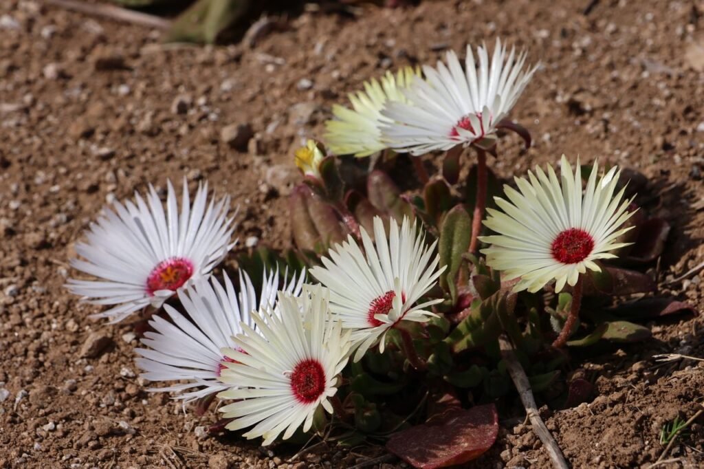 Introdução às Plantas com Flores para Sol Pleno