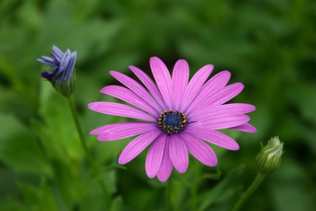 (Nome Cientifico) Dimorphotheca ecklonis, também conhecida como Cabo Marguerite, margarida africana, margarida do rio Van Staden, margarida do rio Sundays, margarida branca, margarida azul e branca, estrela do veldt, …