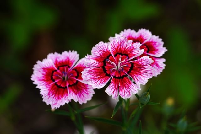 O Dianthus chinensis, nome científico da cravina, é uma espécie de planta ornamental, muito utilizada no paisagismo pela beleza de suas flores, coloridas