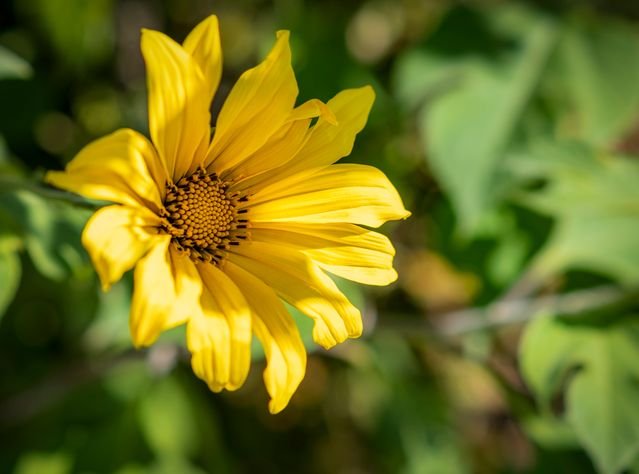 O girassol-mexicano (Tithonia diversifolia), também conhecido como margaridão ou botão-de-ouro, é um arbusto rústico e de crescimento rápido originário da América Central e do México