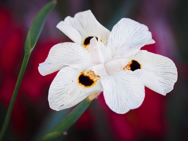 A moréia-bicolor (Dietes bicolor) é uma planta herbácea, perene e entouceirada, muito usada no paisagismo por sua alta resistência e baixa manutenção.