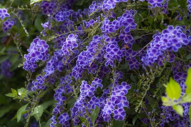 O Pingo de Ouro (Duranta erecta) produz pequenas flores roxeadas, lilases ou brancas e frutos amarelos, mas isso só acontece quando a planta cresce em seu formato natural, sem podas frequentes.