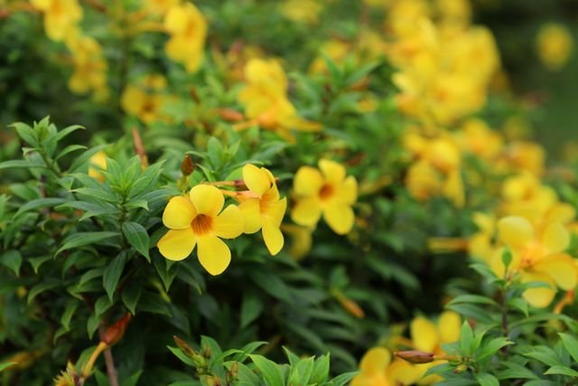 A alamanda-arbustiva (Allamanda schottii) é um arbusto ornamental nativo do Brasil que produz grandes flores amarelas em forma de sino quase o ano todo.