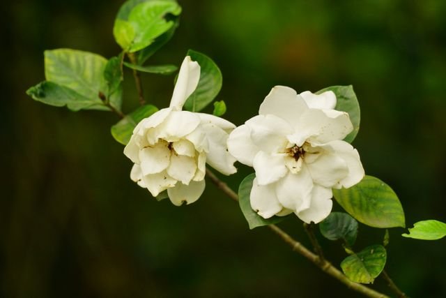 As flores da gardenia são grandes e brancas, com forma de rosa aberta, que exalam um perfume intenso e doce. Estas flores surgem durante a primavera e o verão, ...