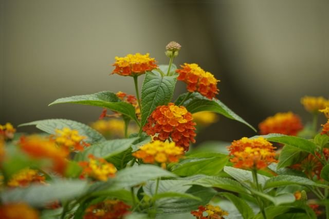 A Lantana camara, conhecida popularmente como camará, cambará, camará-de-cheiro, camará-de-espinho, cambará-de-cheiro, cambará-de-chumbo, cambará-de-espinho, cambará-miúdo, cambará-verdadeiro e cambiará-vermelho, morango-da-terra, é um arbusto ornamental da família das verbenáceas.