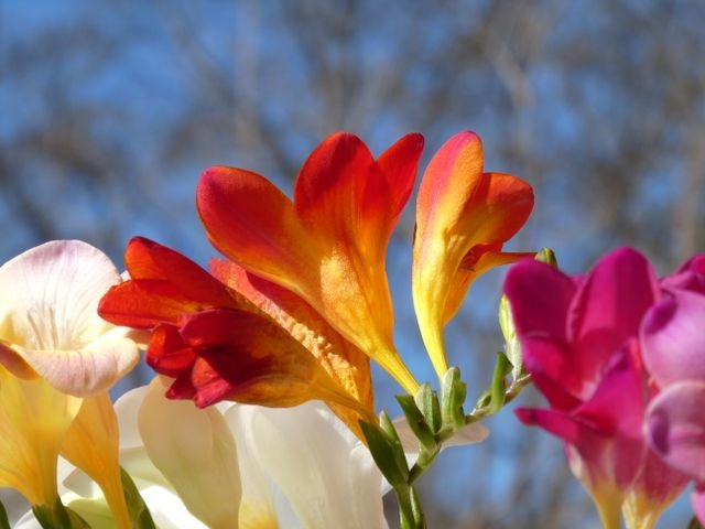 Freesia x hybrida) é uma planta bulbosa e ornamental originária da África do Sul, muito apreciada por suas flores coloridas em formato de trombeta e por seu perfume doce e marcante.