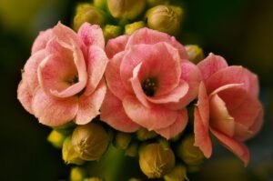 40 Plantas Floridas para Canteiros em Sol Pleno