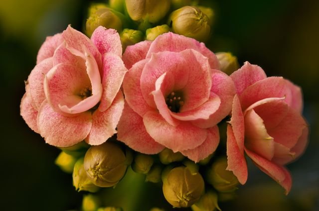 40 Plantas Floridas para Canteiros no Sol Pleno (Guia)