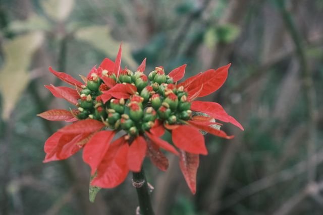 bico-de-papagaio (Euphorbia pulcherrima), também conhecido como Poinsétia ou Flor do Natal, é uma planta ornamental arbustiva originária do México, famosa por suas vibrantes folhas coloridas.