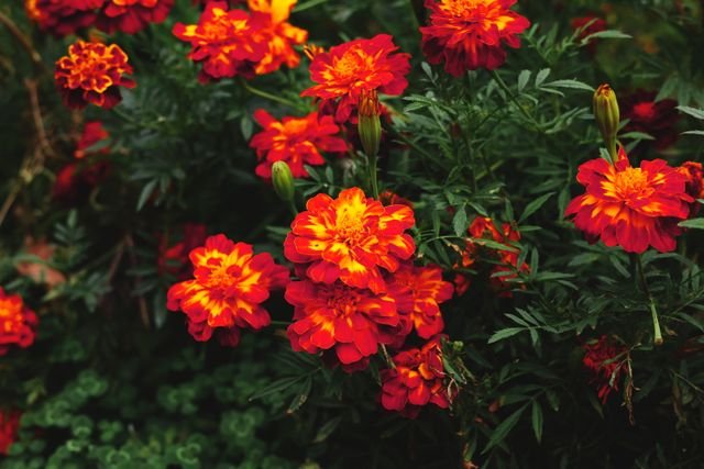 O cravo-de-defunto (Tagetes patula) é uma planta herbácea anual e compacta, originária do México, famosa por suas flores vibrantes em tons de amarelo, laranja e vermelho.