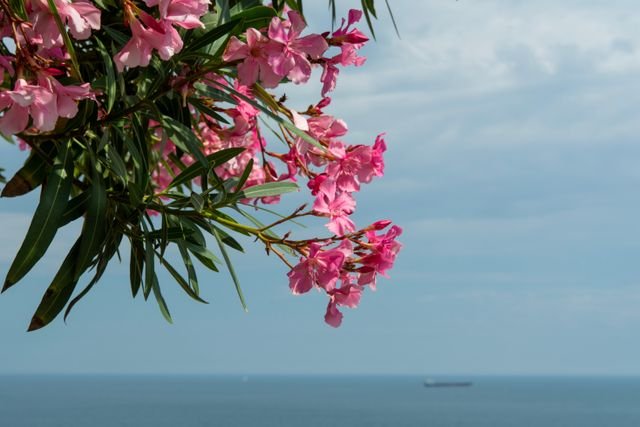 Espirradeira ou Oleandro (Nerium oleander) é um arbusto ornamental muito florido e resistente ao sol, mas todas as suas partes são extremamente tóxicas e venenosas para pessoas e animais.