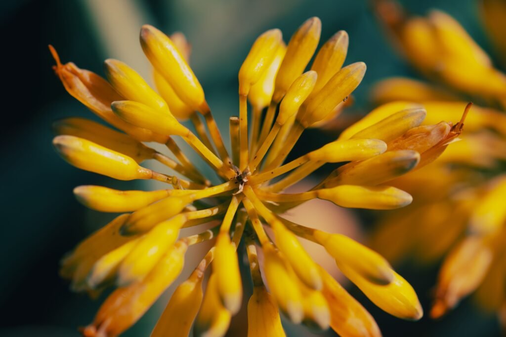 O Bulbine – Bulbine frutescens é uma herbácea, pertence à família Xanthorrhoeaceae, nativa da África do Sul, perene, acaule, de raízes tuberosas
