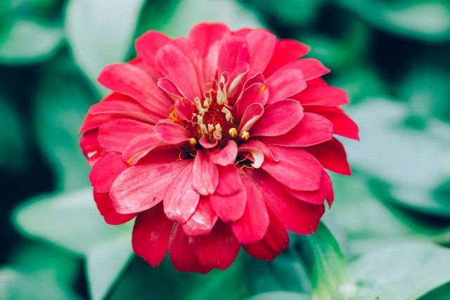 A zínia-anã (Zinnia elegans ou Zinnia angustifolia) é uma planta herbácea anual de pequeno porte, que atinge geralmente entre 20 cm e 30 cm de altura, ideal para vasos, canteiros e bordaduras