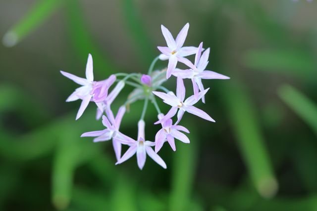 Tulbaghia violacea, comumente conhecida como alho da sociedade, agapanthus rosa, alho selvagem, alho doce, bulbos de primavera ou flores de primavera, é uma espécie de planta com flor da família Amaryllidaceae.