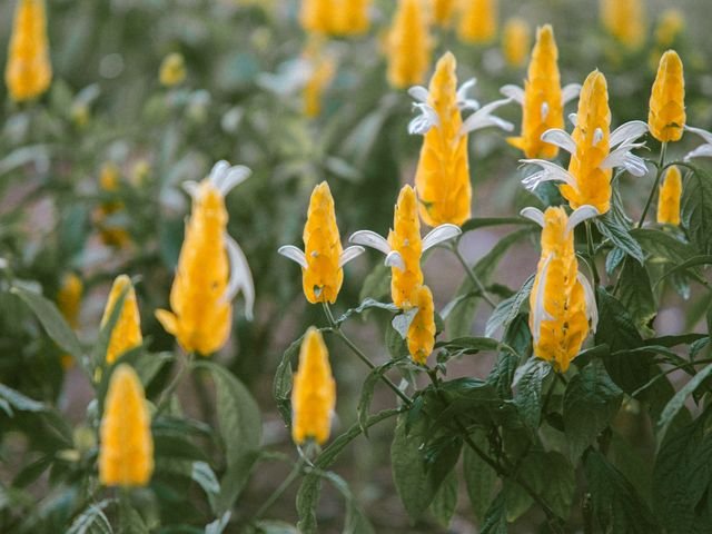 Camarão Amarelo. Nome científico: Pachystachys Lutea Luminosidade: Pleno sol a meia sombra. Rega: Mantenha o solo sempre levemente úmido, mas evite encharcar …