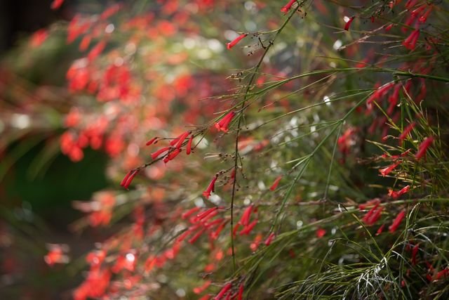 A russélia ou flor-de-coral (Russelia equisetiformis) é um arbusto pendente e rústico de textura herbácea, famoso por seus longos ramos em cascata e flores tubulares que atraem muitos beija-flores.