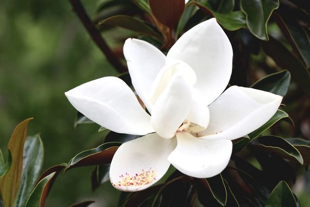 A Dietes iridioides, nome científico da moreia branca, é uma planta perene que cresce até cerca de 1,5 metros de altura. Da família Iridaceae, mesma família da …