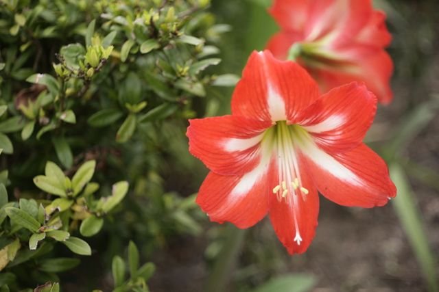O amarílis (Hippeastrum hybridum) é uma planta bulbosa e rústica, muito famosa por suas flores grandes, coloridas e em forma de trombeta. Também é conhecido como açucena ou flor-da-imperatriz.