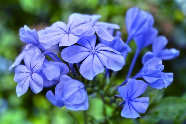 bela-emília (Plumbago auriculata), também chamada de jasmim-azul ou dentilária, é um arbusto perene e muito ramificado, famoso por suas delicadas flores em tons de azul ou branco que lembram pequenos buquês.