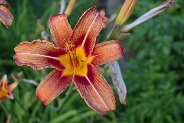 O hemerocale (Hemerocallis x hybrida), popularmente conhecido como lírio-de-um-dia