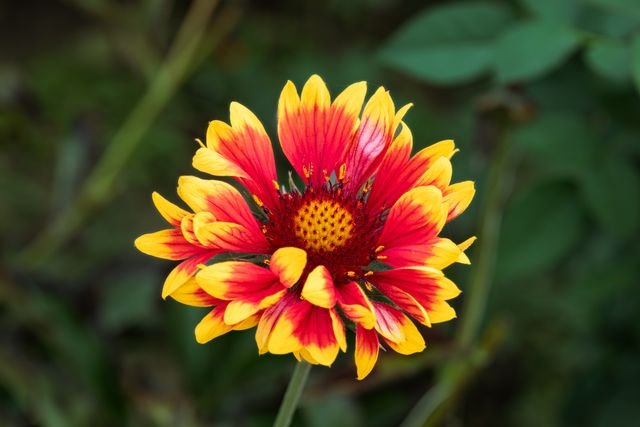 Gaillardia × grandiflora, conhecida como flor de manta, é uma espécie híbrida de planta com flor da família do girassol Asteraceae, que é um cruzamento de origem jardim entre G. aristata × G. pulchella.