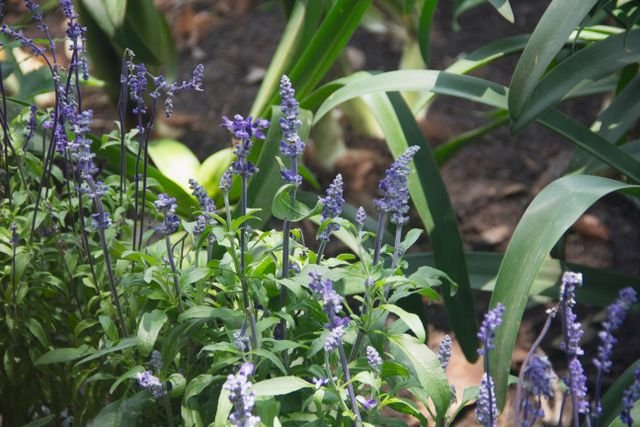 A sálvia-farinhenta é uma planta de pequeno porte, de textura herbácea e muito florífera. Ela apresenta caule piloso e folhas oval-lanceoladas, verde-claras ...