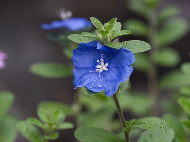 A Azulzinha ou Evólvulo é uma planta herbácea perene, muito apreciada por seu florescimento abundante e pela intensa coloração azul de suas pequenas flores.