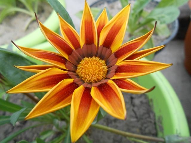 A Gazânia é uma planta herbácea e perene muito apreciada pelo seu efeito ornamental. Suas flores lembram pequenas margaridas, com pétalas largas e coloridas em .