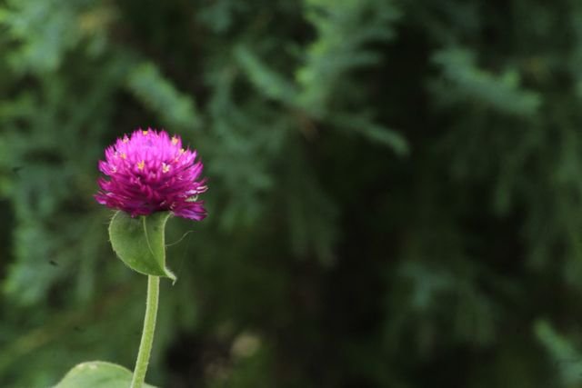 A perpétua (Gomphrena globosa) é uma planta herbácea e rústica muito apreciada em jardinagem por suas inflorescências globosas e duradouras em tons de roxo, rosa, branco ou lilás