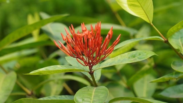 Ixora chinensis, comumente conhecida como ixora chinesa ou alfinete-gigante, é uma espécie de arbusto pertencente à família Rubiaceae, do gênero Ixora.