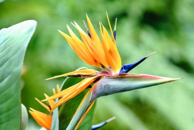 A Strelitzia reginae, popularmente conhecida como estrelícia ou ave-do-paraíso, é uma planta ornamental perene originária da África do Sul, famosa por suas flores exóticas que lembram um pássaro em voo