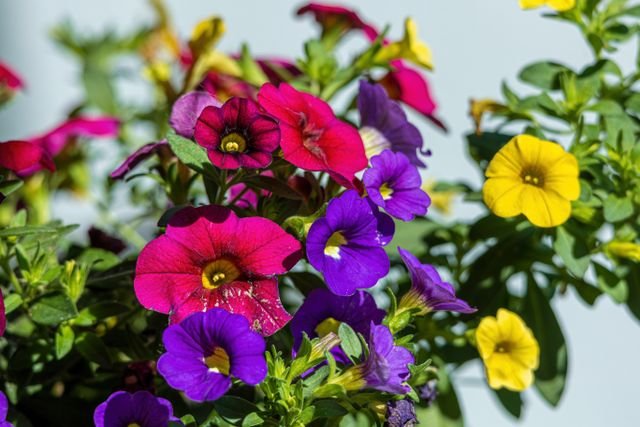 A Calibrachoa (Calibrachoa x hybrida),popularmente conhecida como mini-petúnia ou mil-sinos, é uma planta rasteira e altamente florífera da família Solanaceae, ideal para vasos suspensos e jardineiras.