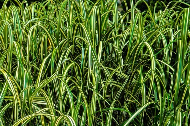 A barba-de-serpente-variegata (Ophiopogon jaburan 'Variegatus') é uma planta ornamental perene de porte baixo e folhagem arqueada com listras brancas ou creme, muito usada em paisagismo para forrações e bordaduras.