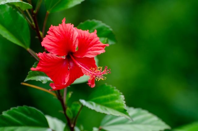 O hibisco é a flor símbolo do Havaí. Além disso é umas das plantas mais cultivadas nos jardins brasileiros, devido ao seu rápido crescimento, beleza e …